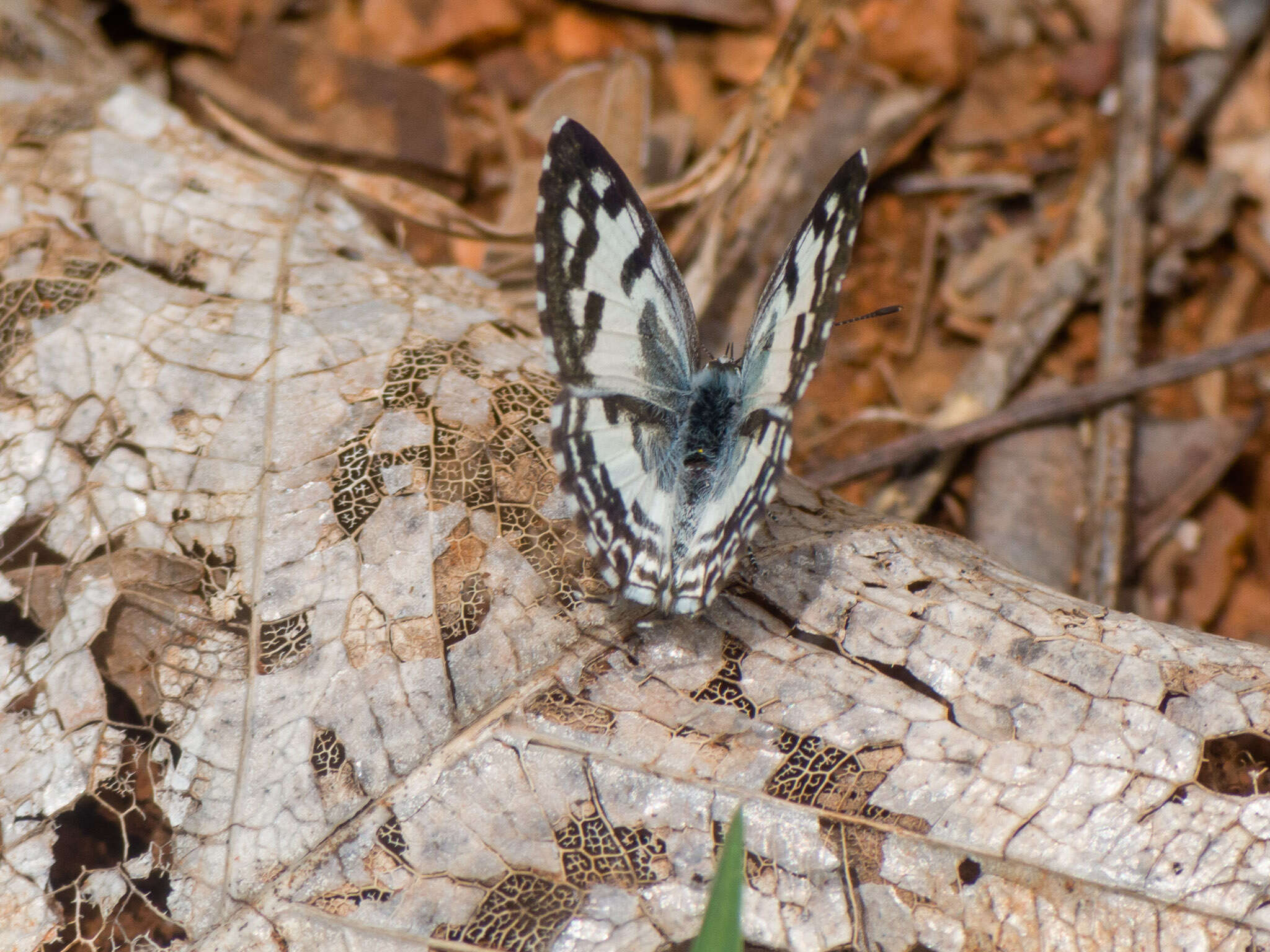 Image of Common Pierrot