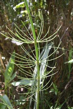 Image of Southern Giant Horsetail