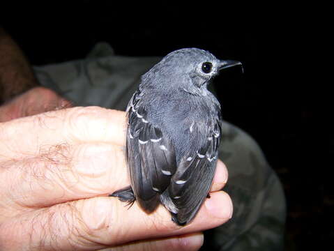 Image of Isleria Bravo, Chesser & Brumfield 2012