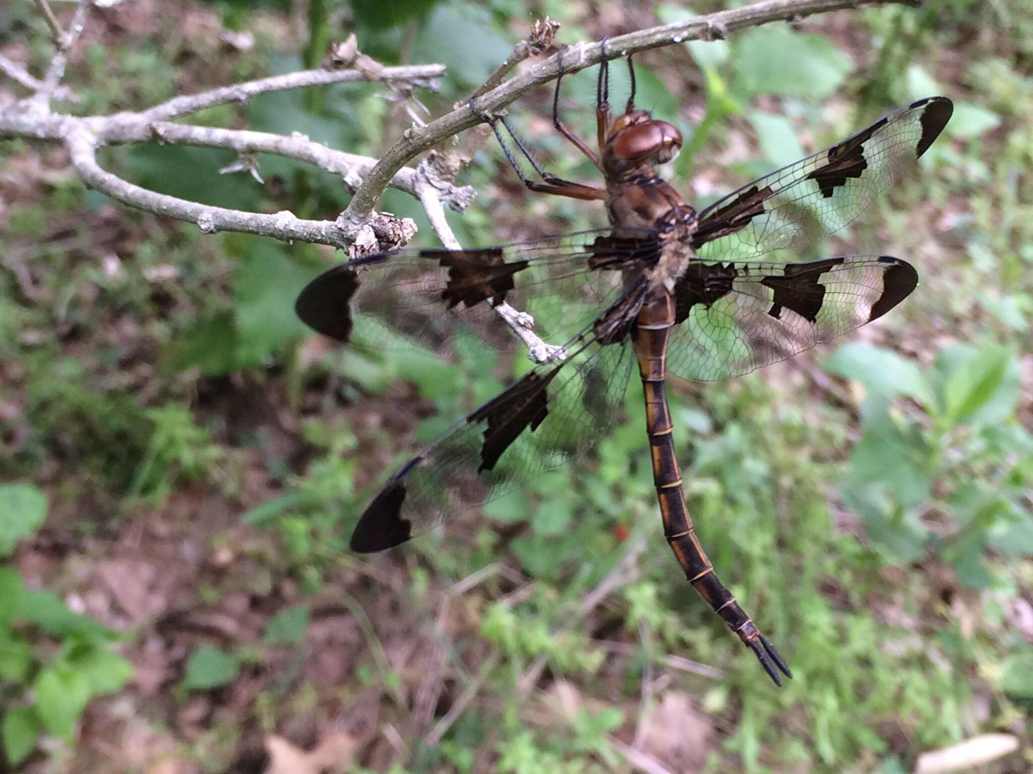 Image of Prince Baskettail