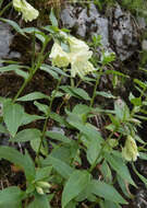 Epilobium luteum Pursh resmi