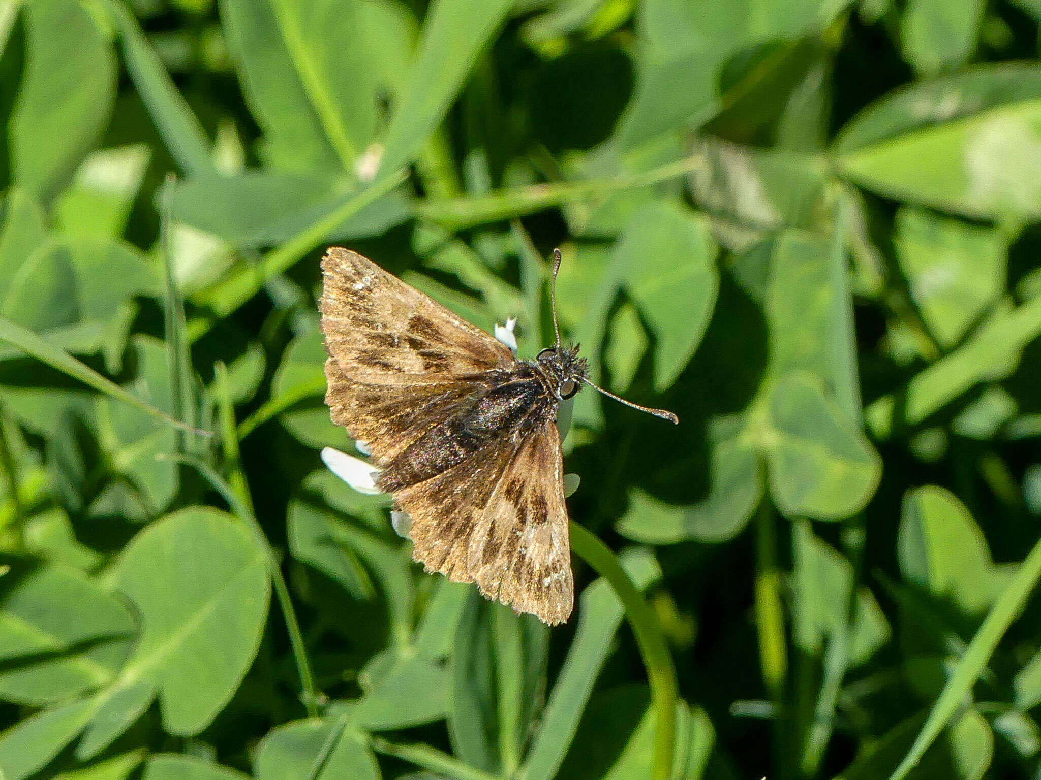 Image of Mallow Skipper