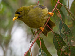 Image of Bell Miner