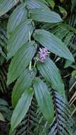 Image de Tricyrtis suzukii Masam.