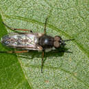 Image of <i>Ozodiceromyia nigrimana</i>