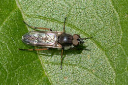 Imagem de <i>Ozodiceromyia nigrimana</i>