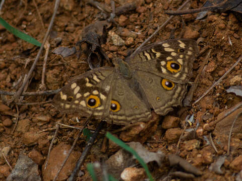 Image of Junonia lemonias Linnaeus 1758