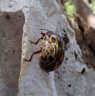 Image of <i>Calligrapha argus</i>