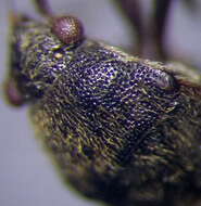 صورة Stygnocoris rusticus (Fallen & C. F. 1807)