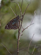 Image of Tirumala septentrionis