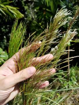 Imagem de Andropogon bicornis L.