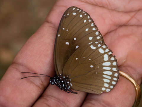 Image of Euploea sylvester Fabricius 1793