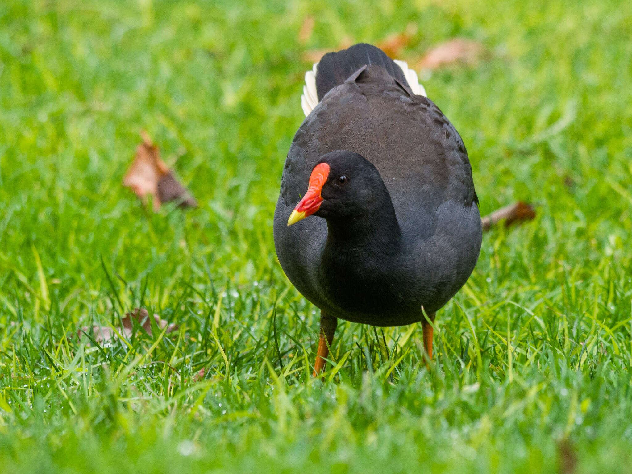 Image of Dusky Moorhen