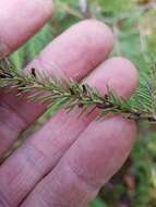 Image of eastern dwarf mistletoe