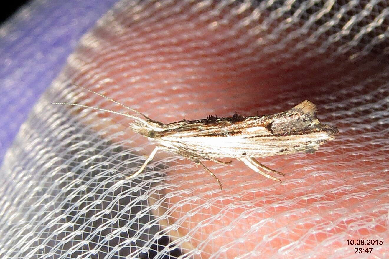 Image of Ypsolopha scabrella