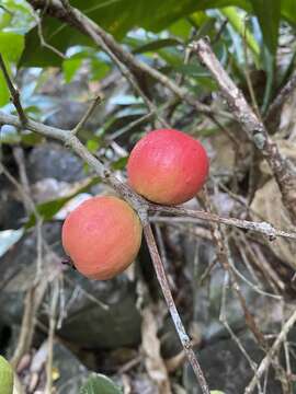 Eugenia sessiliflora Vahl的圖片