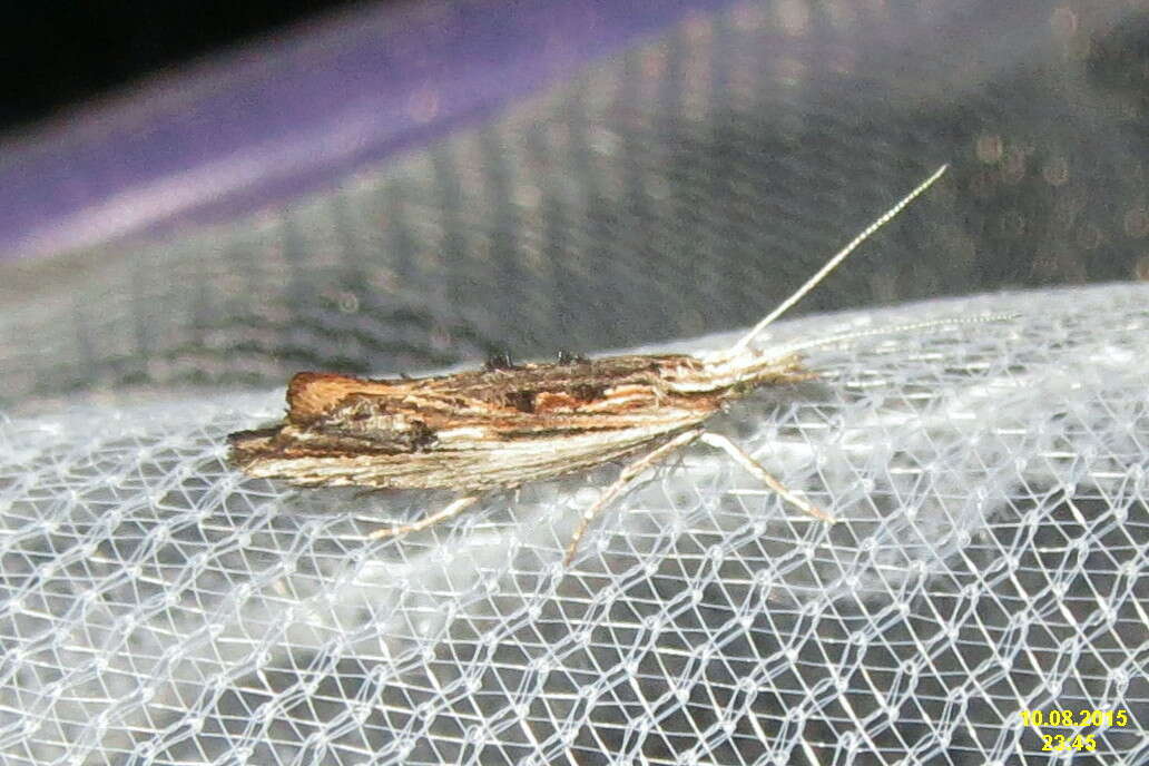 Image of Ypsolopha scabrella