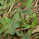 Image of Calceolaria pavonii Benth.