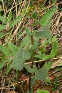 Image of Calceolaria pavonii Benth.