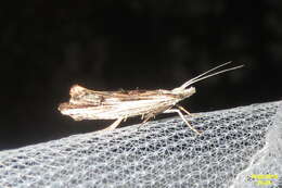 Image of Ypsolopha scabrella