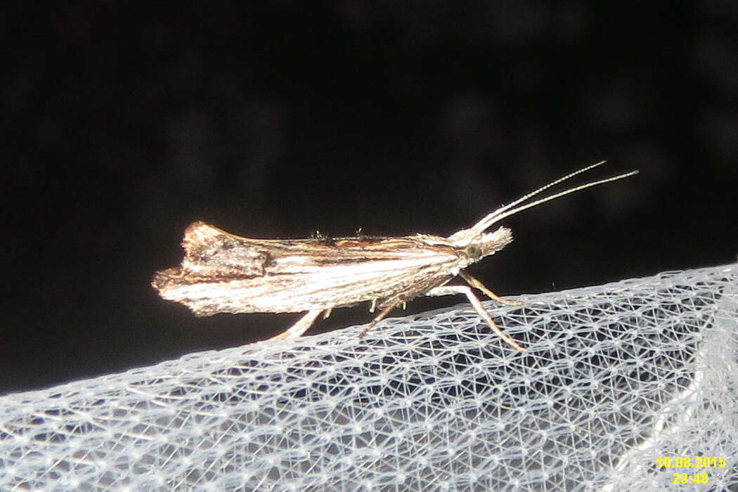 Image of Ypsolopha scabrella