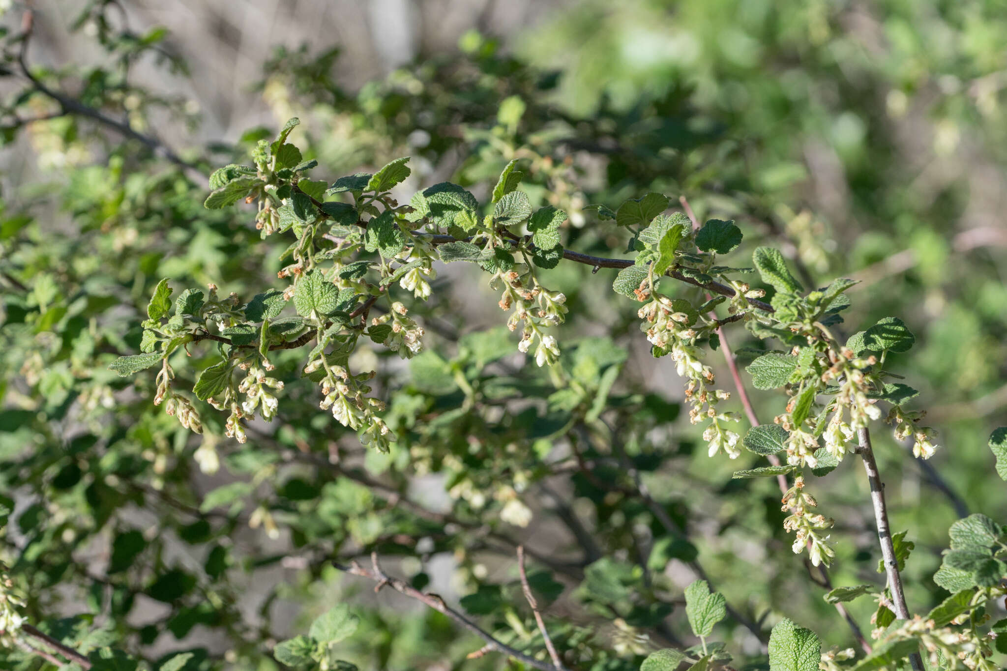 Image of whiteflower currant