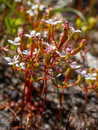 Image of Stylidium pulchellum Sond.