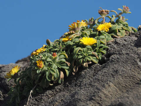 Image of estrella de mar