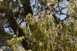 صورة Juniperus flaccida var. flaccida