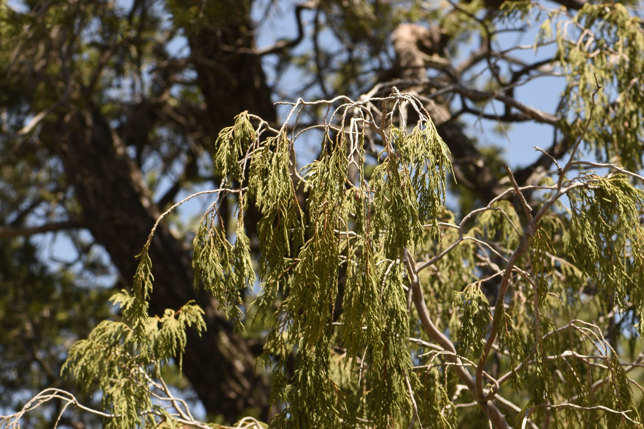 صورة Juniperus flaccida var. flaccida