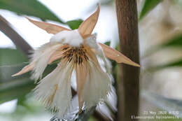 Image of Elaeocarpus hainanensis Oliv.