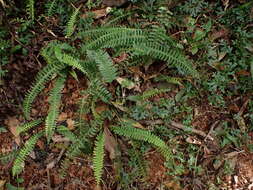 Image of Lindsaea yaeyamensis Tag.