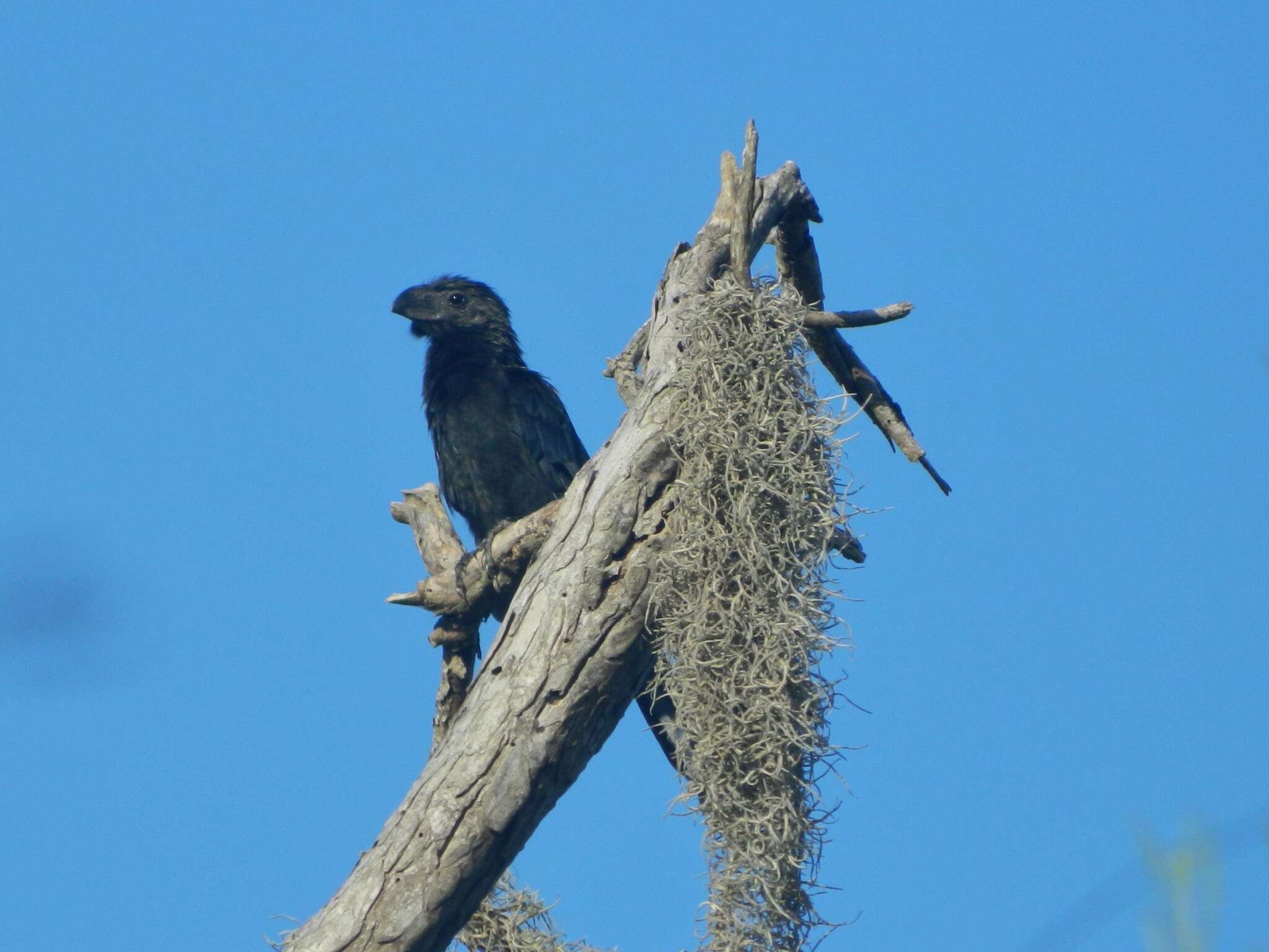 Sivun Crotophaga Linnaeus 1758 kuva