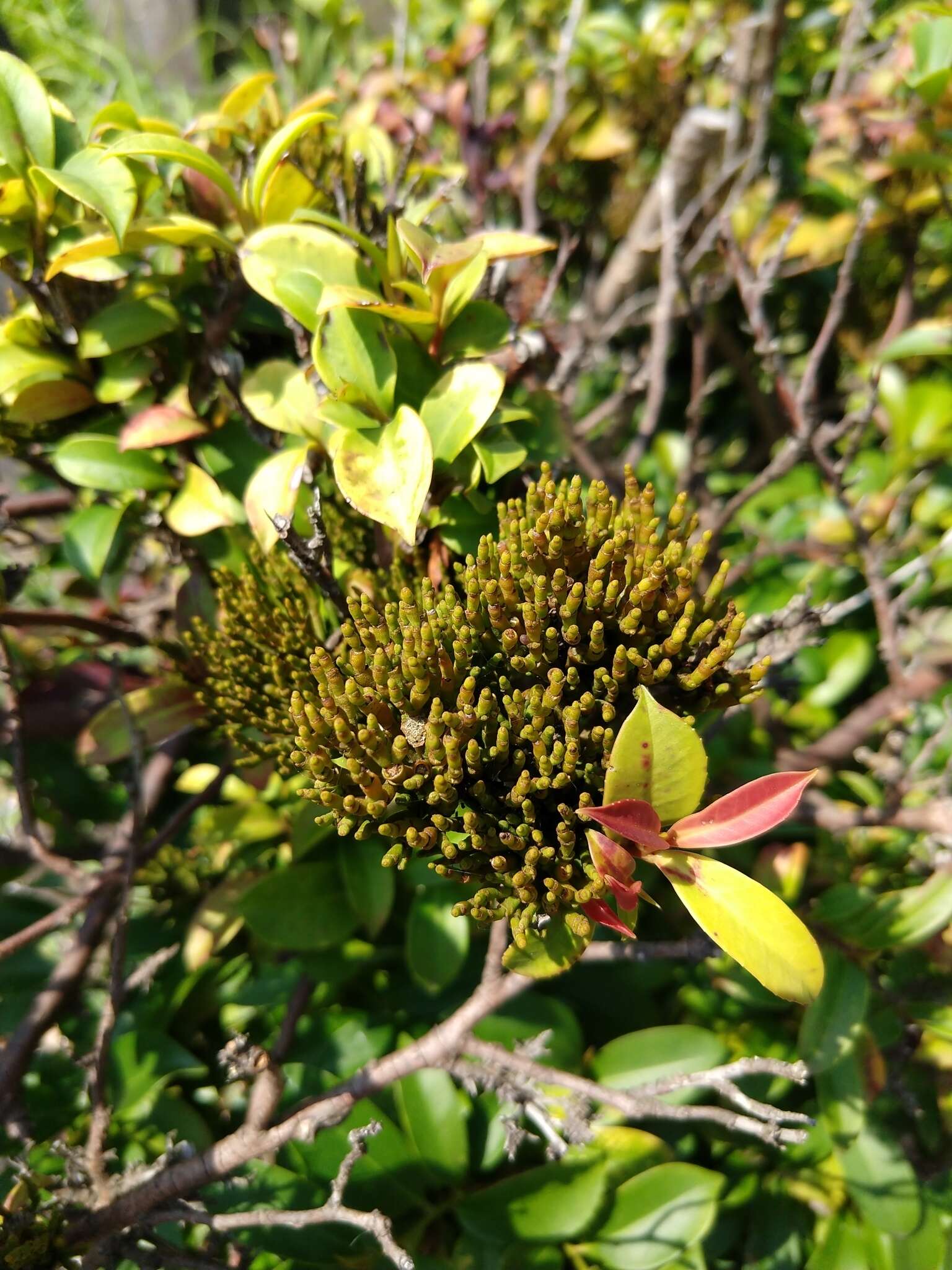 Image of Korthalsella japonica (Thunb.) Engl.