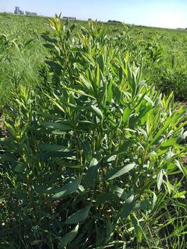 Image of showy goldenrod