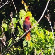 صورة Eclectus roratus roratus (Müller & Pls 1776)