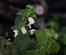 Image of Leucas chinensis (Retz.) Sm.