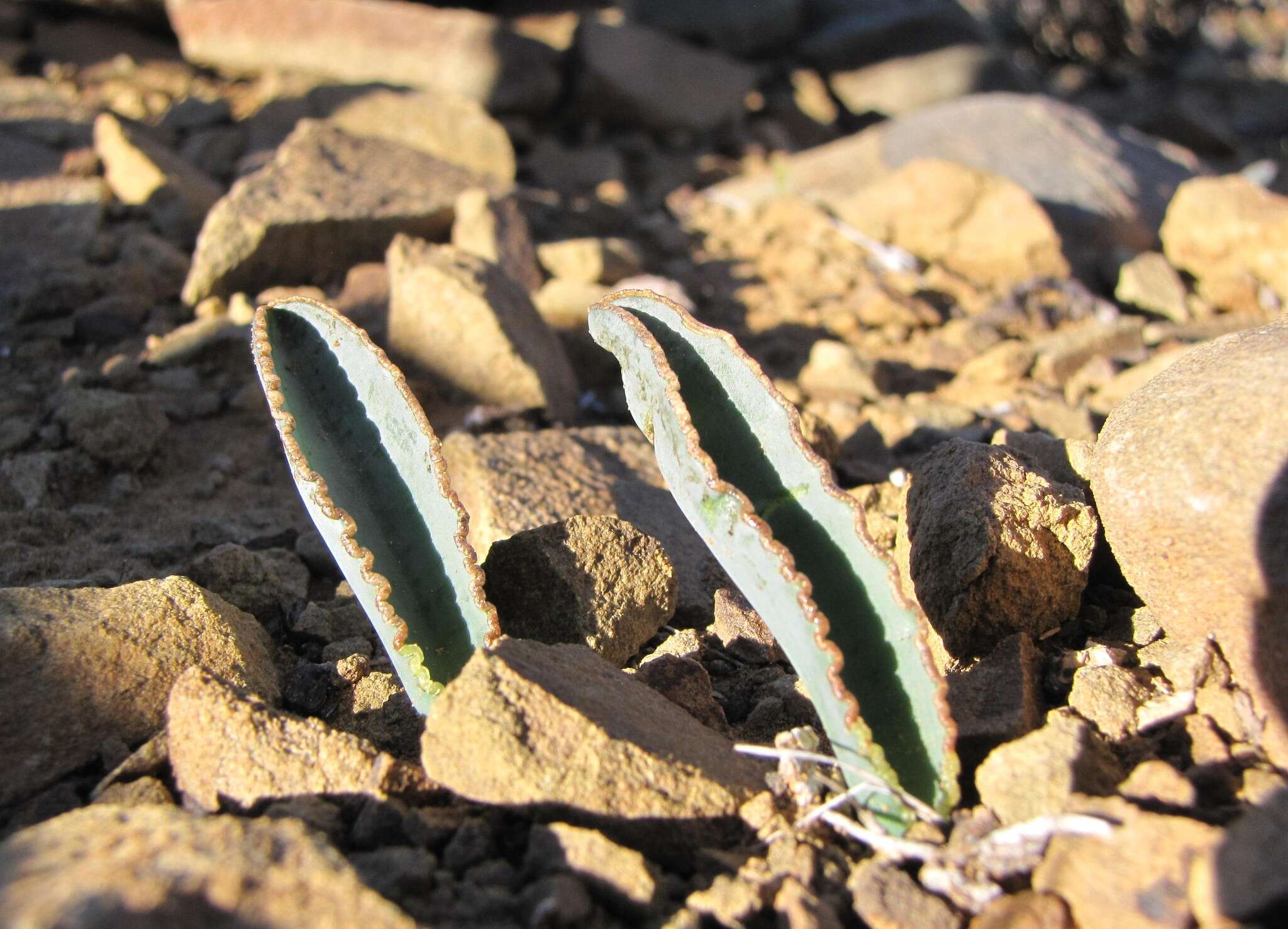 Image of Albuca dilucula (Oberm.) J. C. Manning & Goldblatt