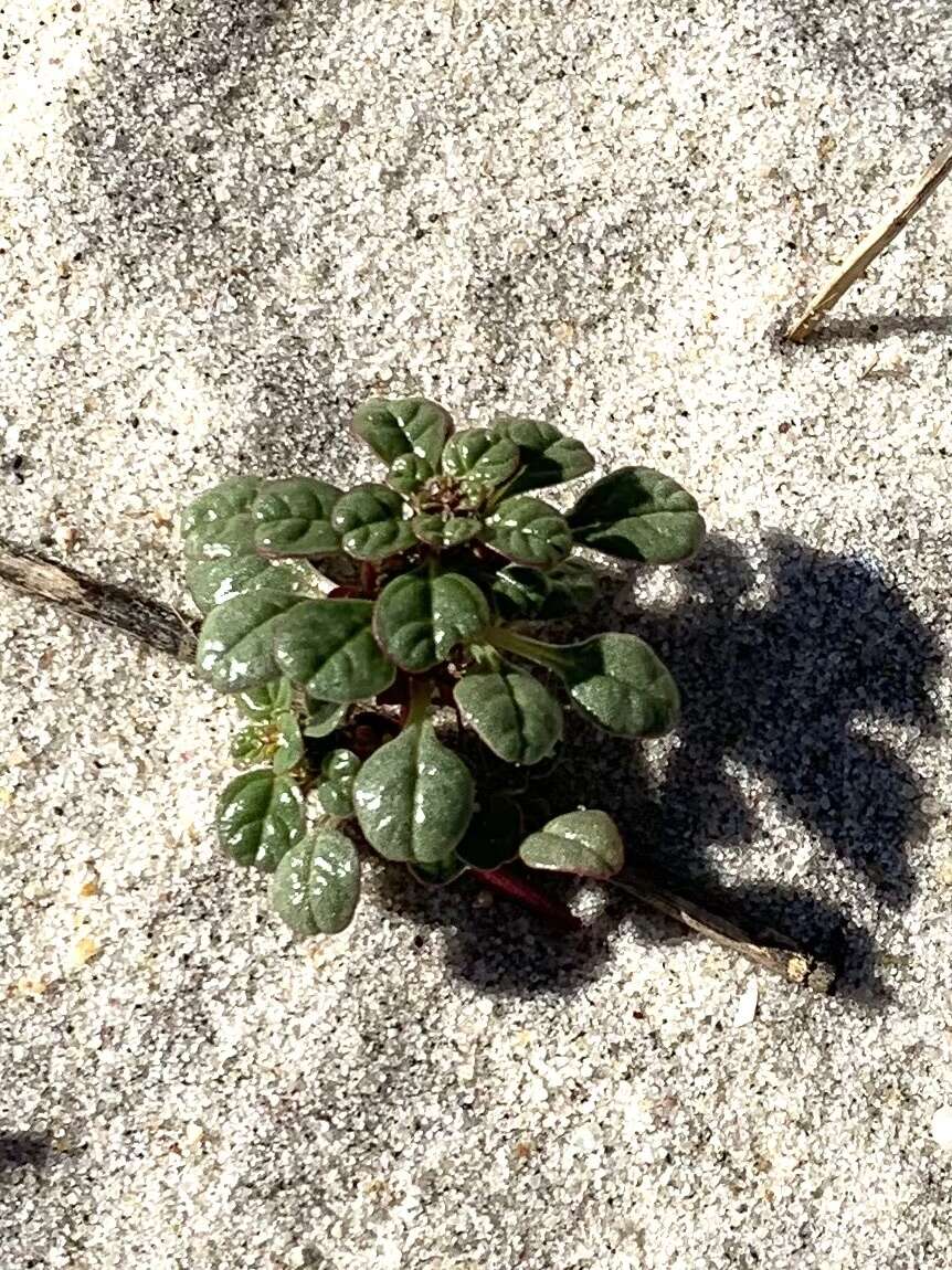 Image of seaside amaranth