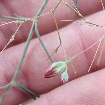 Слика од Gypsophila capillaris (Forsk.) C. Chr.