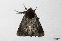 Image of straw underwing