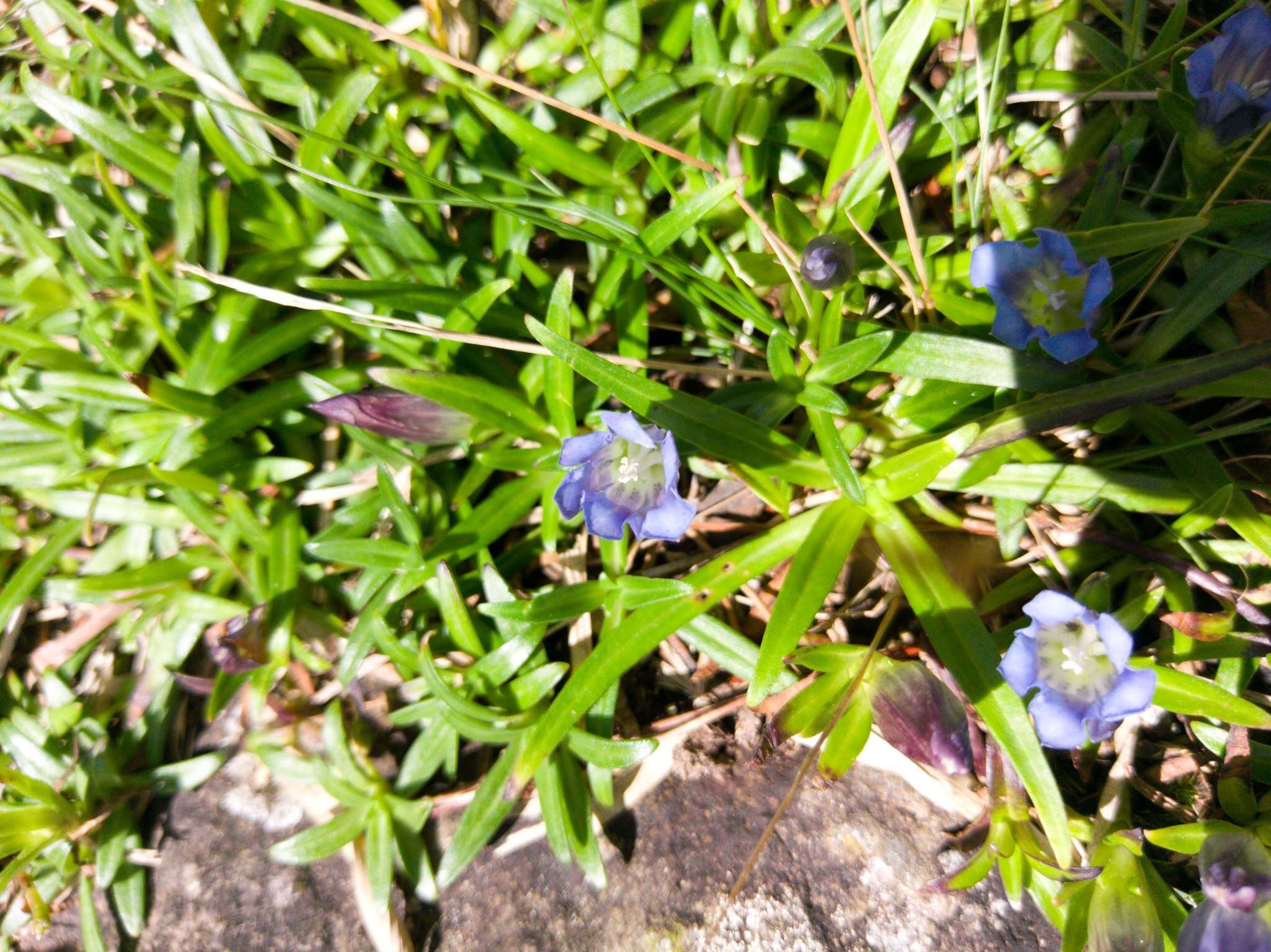 صورة Gentiana arisanensis Hayata