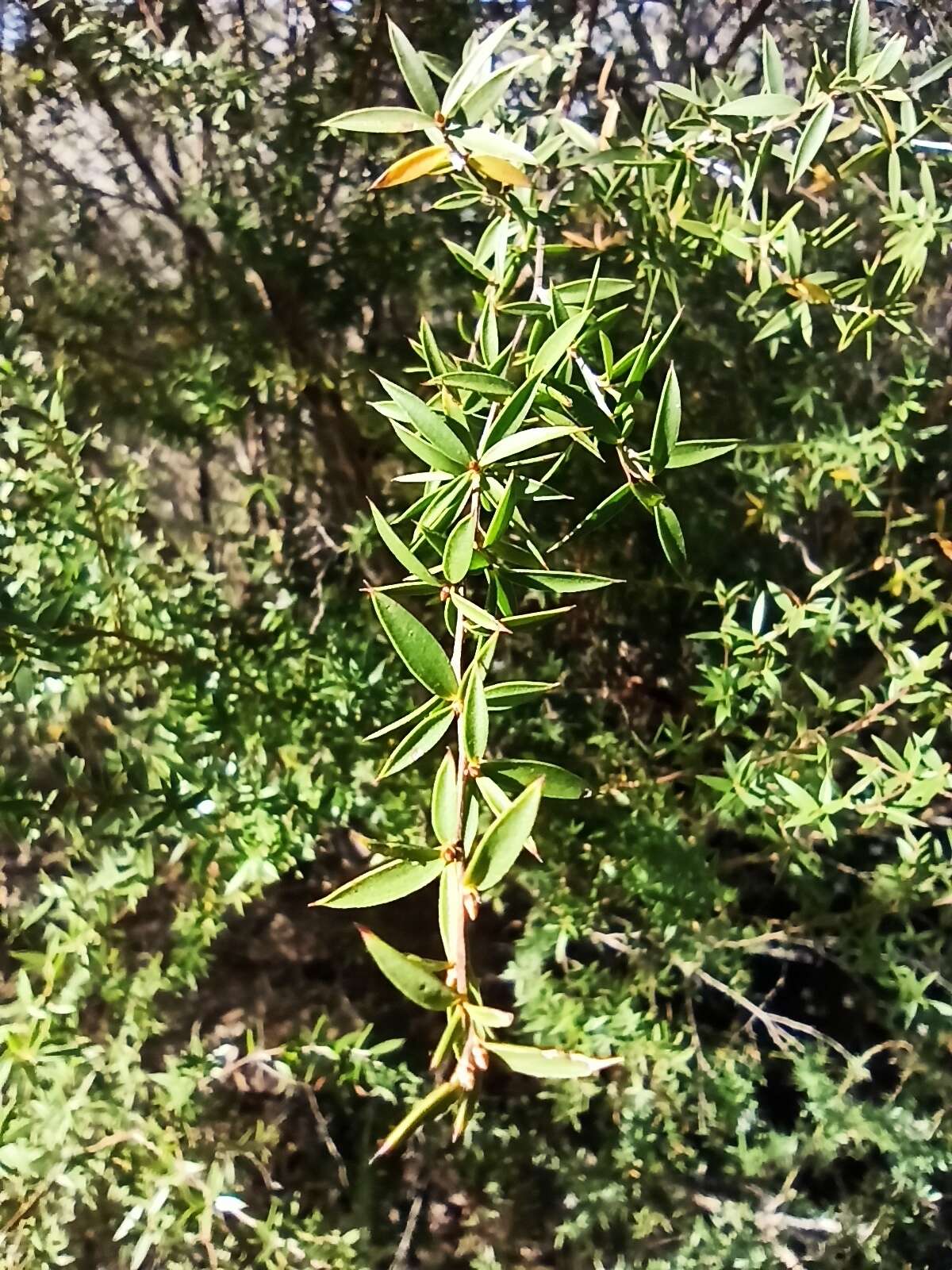 Image de Leptospermum microcarpum Cheel