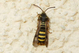 Image of Raspberry Clearwing