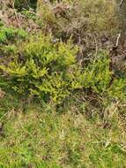 Image of Needle-leaved Totara