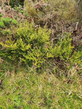 Podocarpus acutifolius Kirk resmi