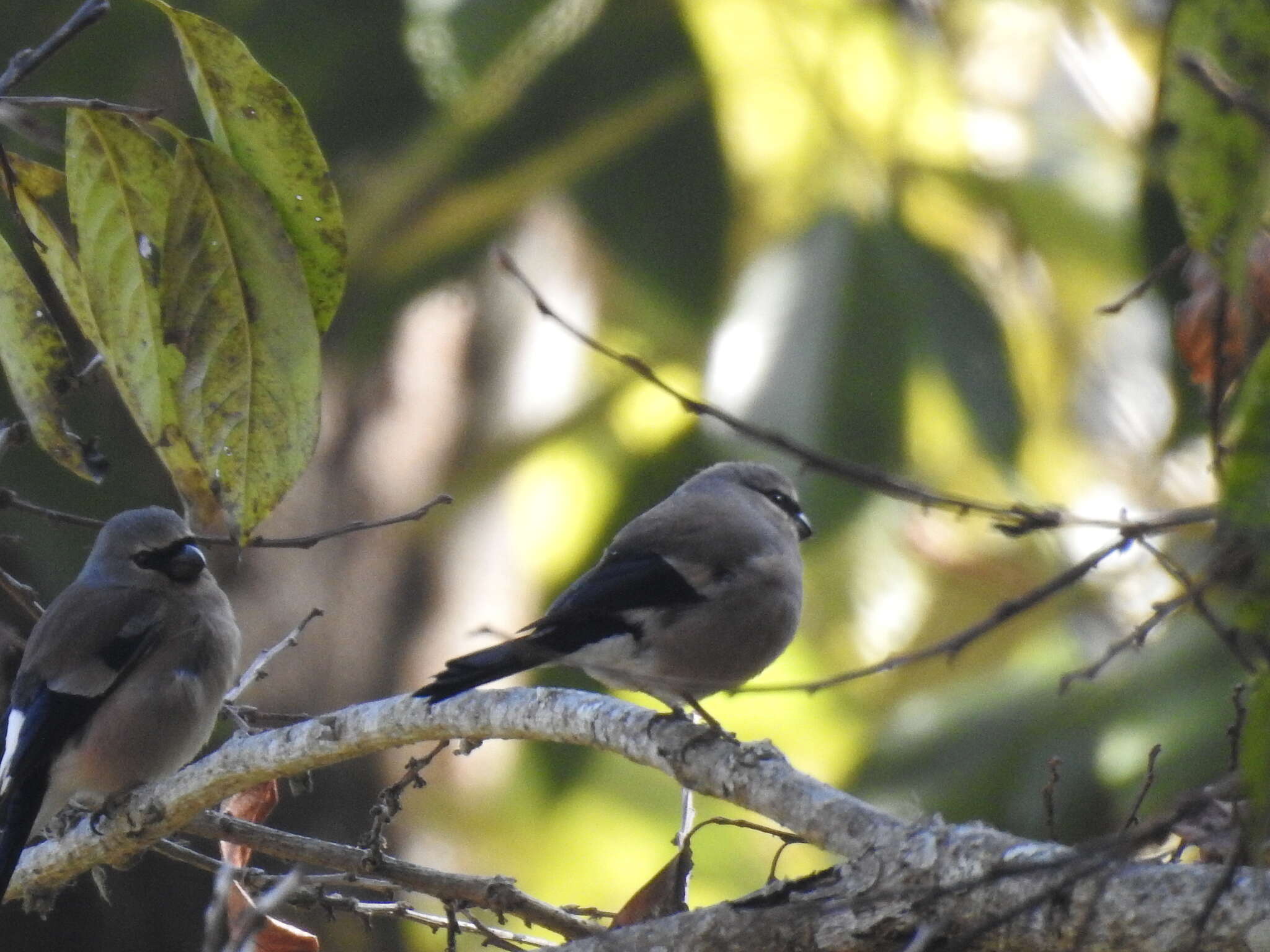 Image of Grey-headed Bullfinch