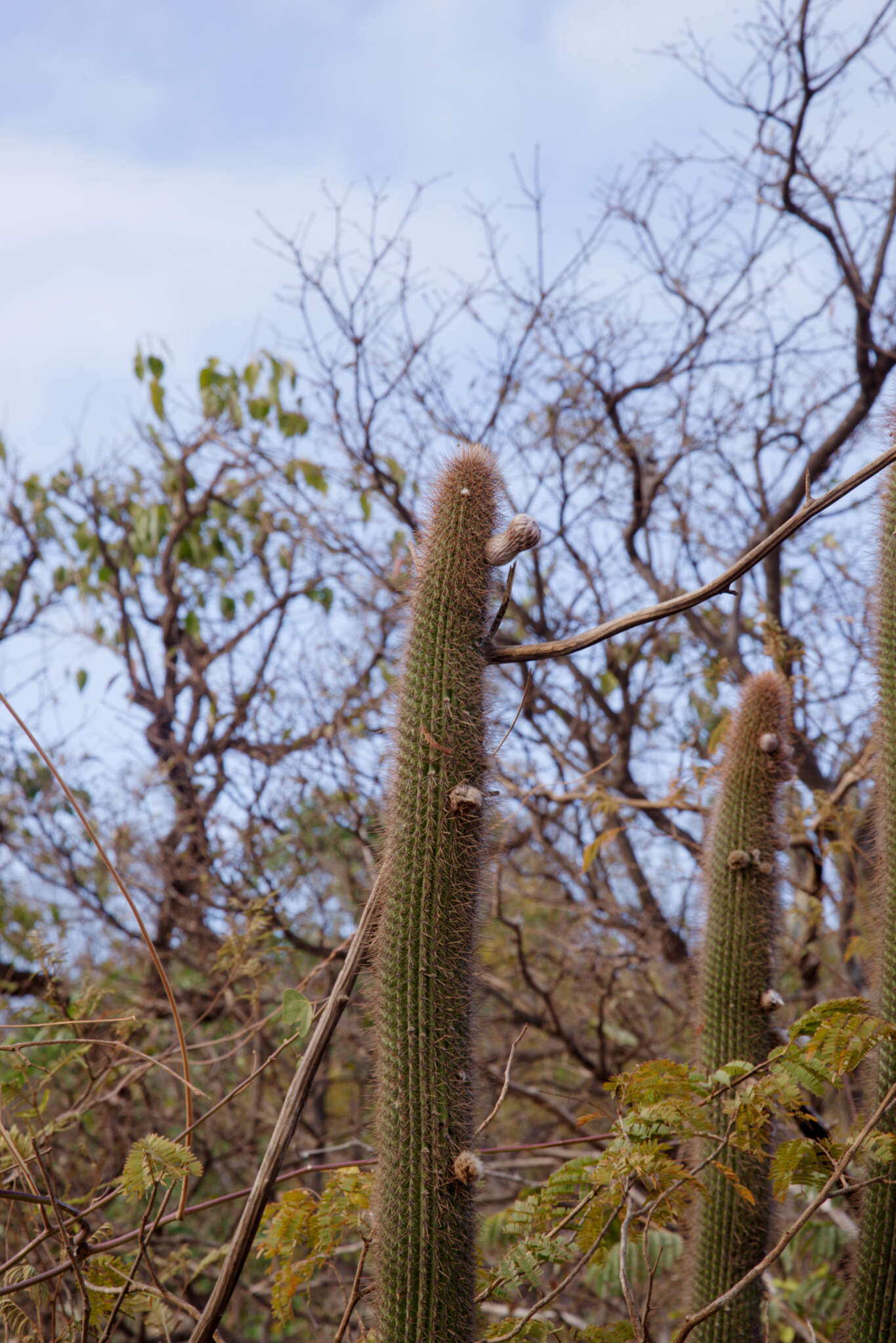 Image of Facheiroa squamosa (Gürke) P. J. Braun & Esteves