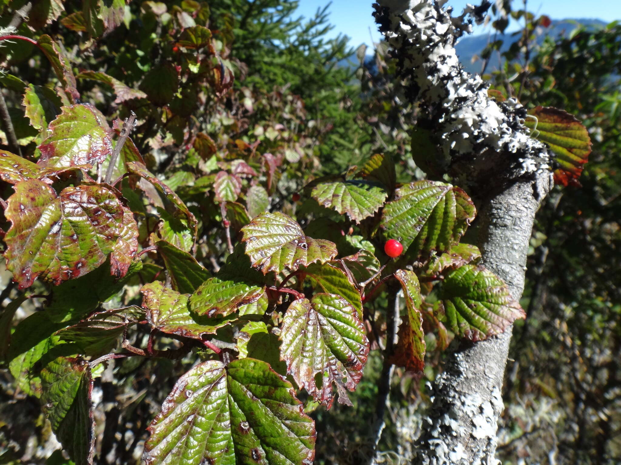 Image of Viburnum betulifolium Batalin