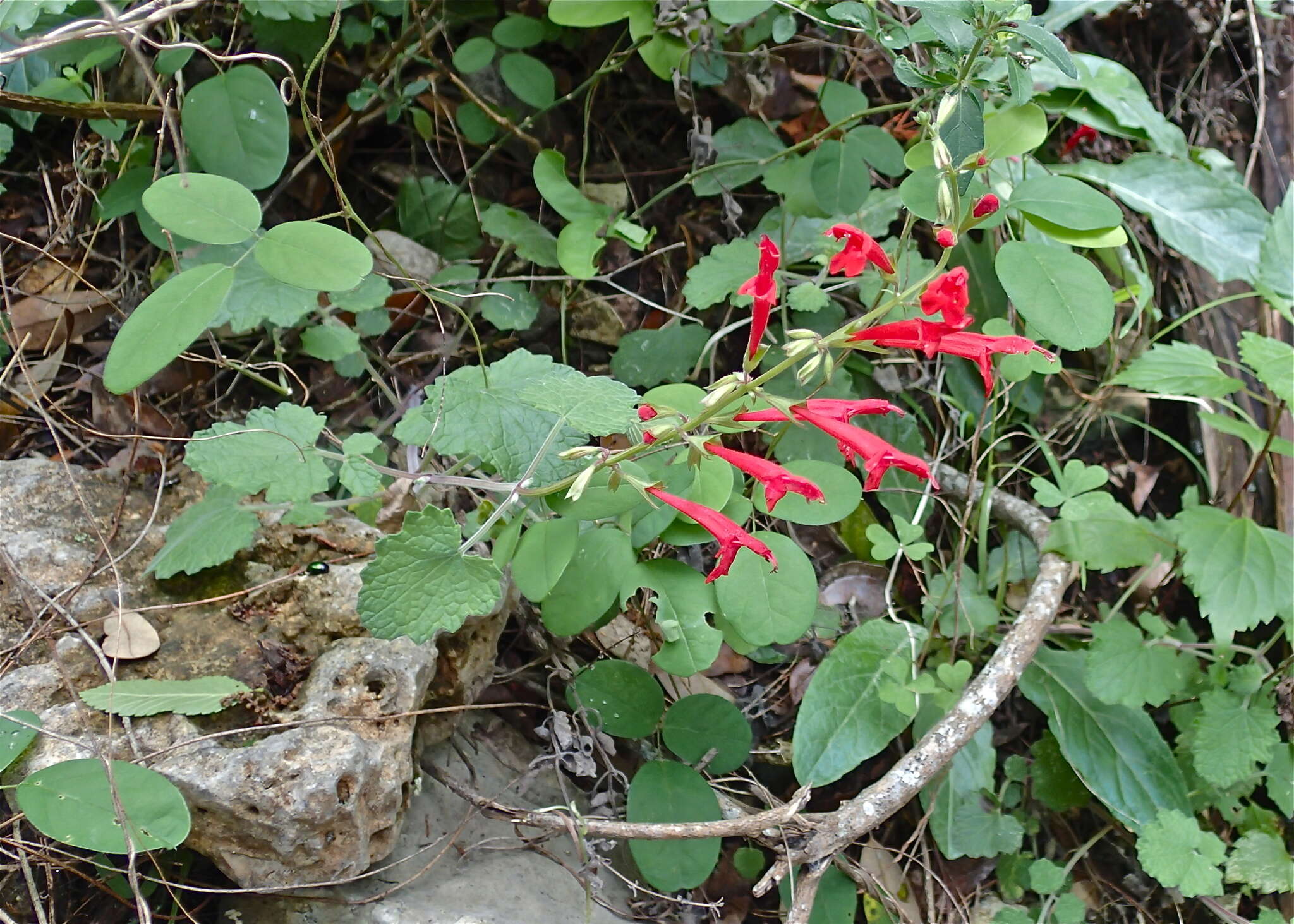 Imagem de Salvia roemeriana Scheele